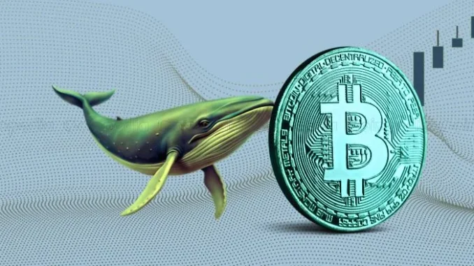 Brown University Discloses $5M in BlackRock’s IBIT: Bitcoin Price Recovers Bitcoin Nears $100k as Whales Accumulate 3,577 BTC Worth $330 Million