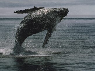 Bitcoin Whale Breaks Silence with $26 Million Transfer — What’s Going On?