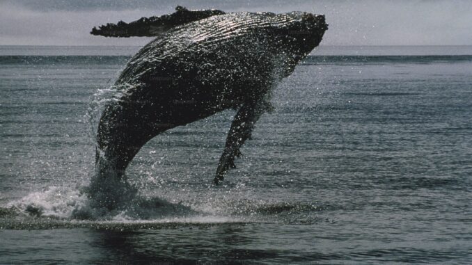 Bitcoin Whale Breaks Silence with $26 Million Transfer — What’s Bitcoin Whale Breaks Silence with $26 Million Transfer — What’s Going On?