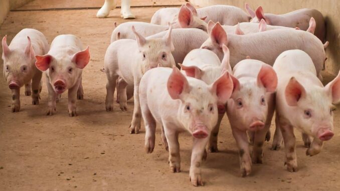 Tether Assists DOJ in $225M Stablecoin Seizure Linked to 'Pig Tether Assists DOJ in $225M Stablecoin Seizure Linked to 'Pig Butchering' Scam